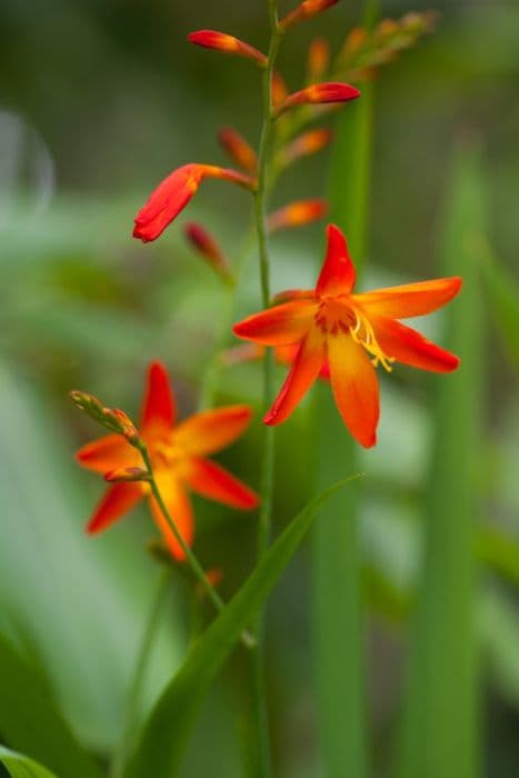 Montbretia 'Star of the East'