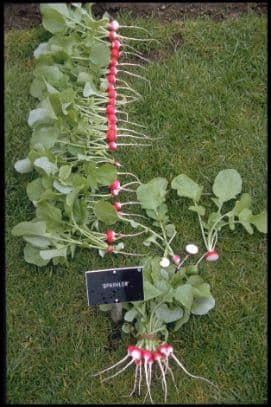 Radish 'Sparkler'