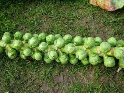 Brussels sprout 'Igor'