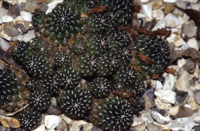 Steinbach's crown cactus