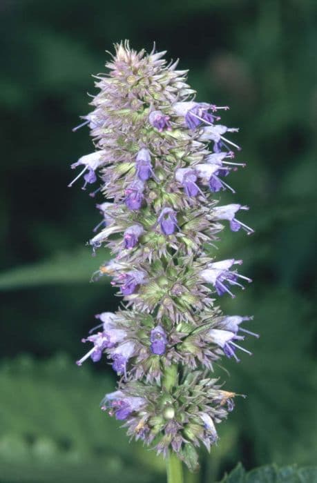 giant hyssop 'Blue Fortune'