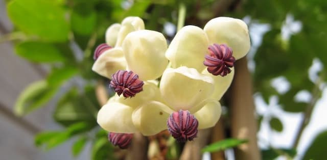 Cream-flowered chocolate vine