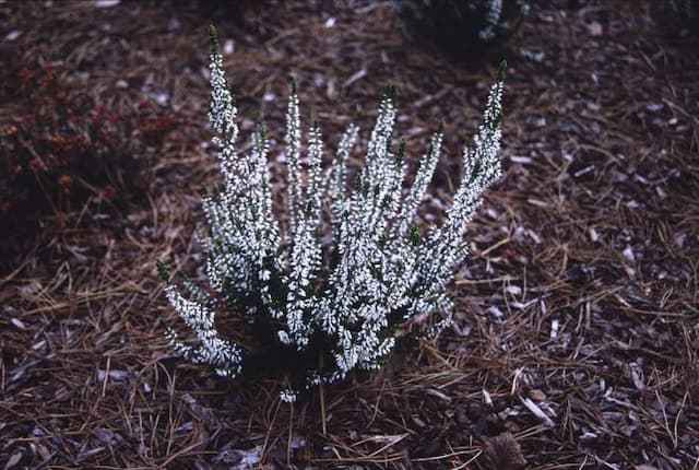 Heather 'Alicia'