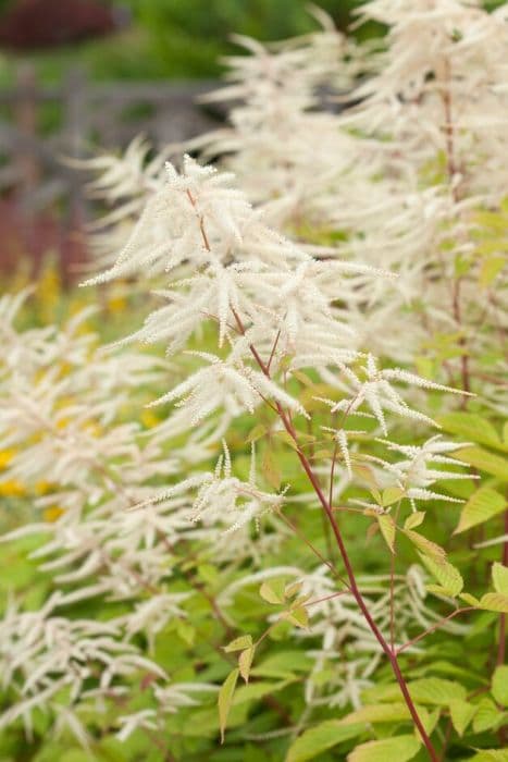 goat's beard 'Zweiweltenkind'