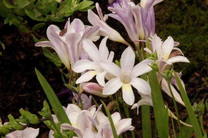 milky-white freesia