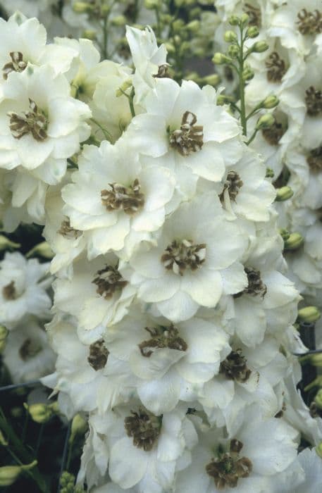 delphinium 'Celebration'