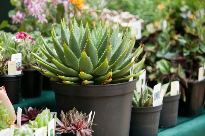 many-leaved aloe