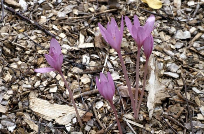 meadow saffron 'Nancy Lindsay'