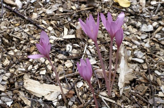 Meadow saffron 'Nancy Lindsay'