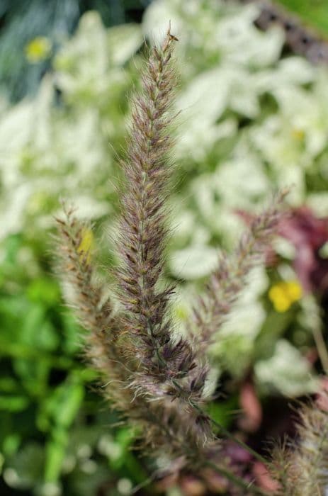 oriental fountain grass 'Karley Rose'