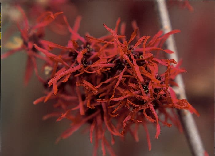 witch hazel 'Livia'