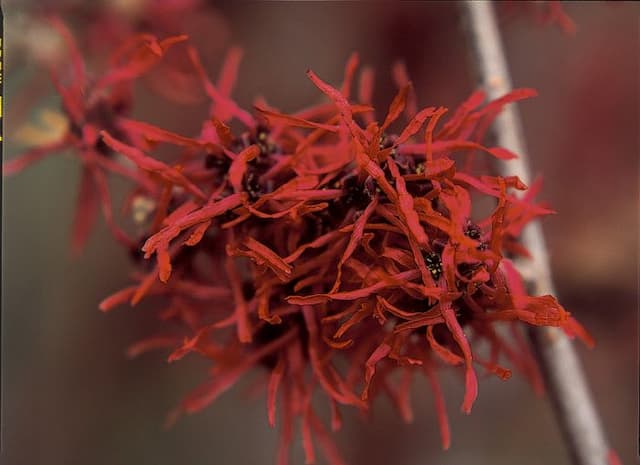 Witch hazel 'Livia'