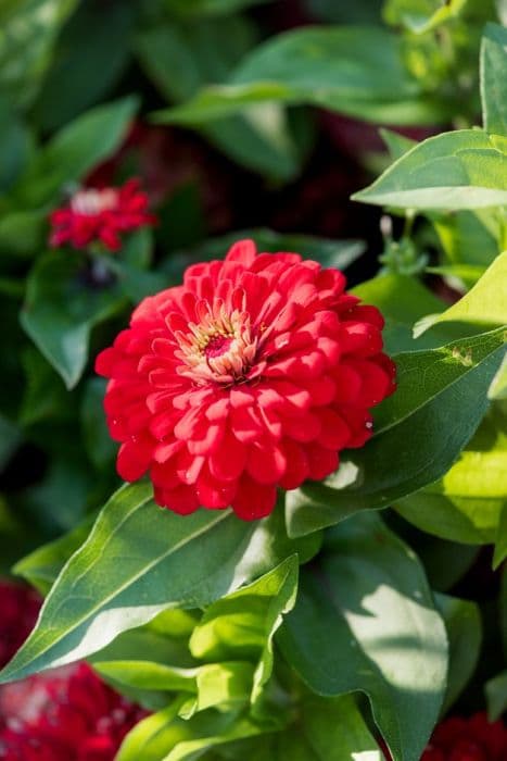 zinnia 'Dreamland Red'