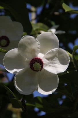 magnolia 'Colossus'