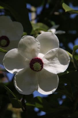 Magnolia 'Colossus'