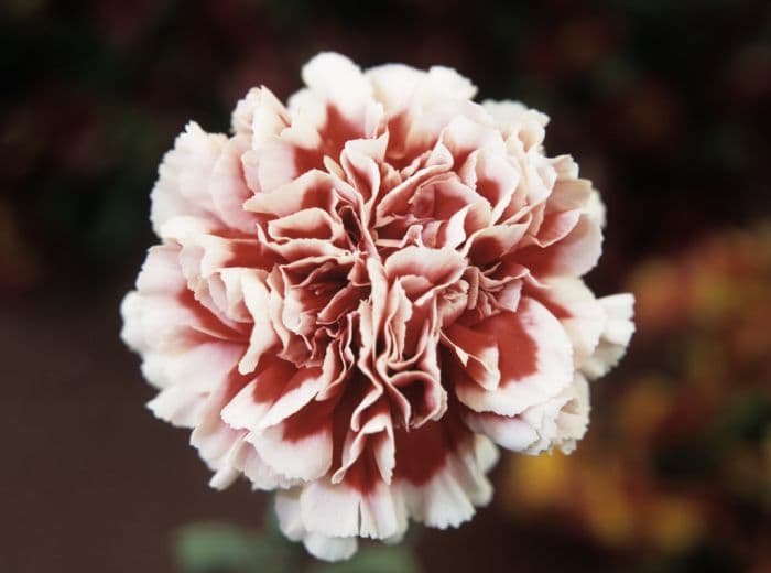 carnation 'Cheerio'