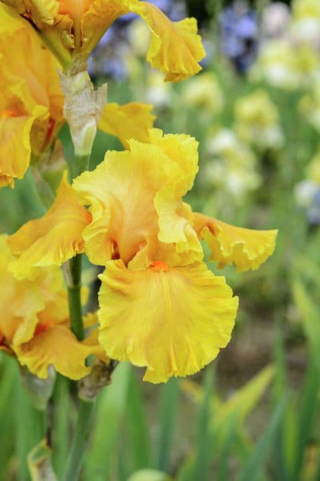 tall bearded iris 'Cordoba'