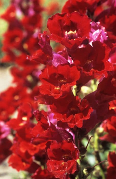 snapdragon 'La Bella Red'