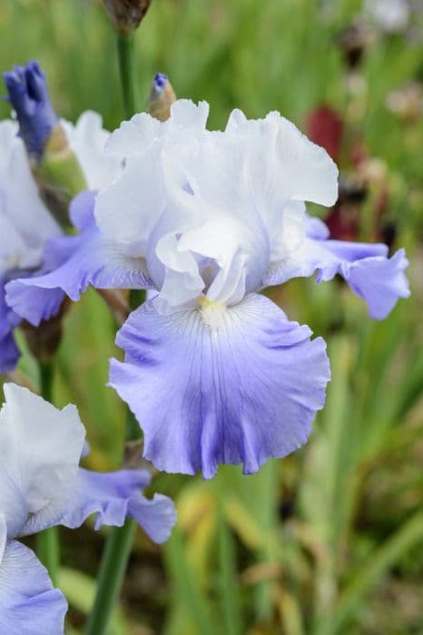 tall bearded iris 'Vanilla Skies'