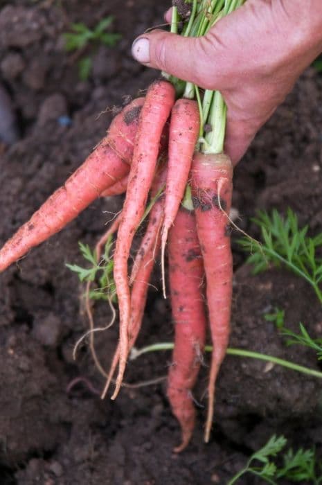 Carrot 'Nutri-Red'
