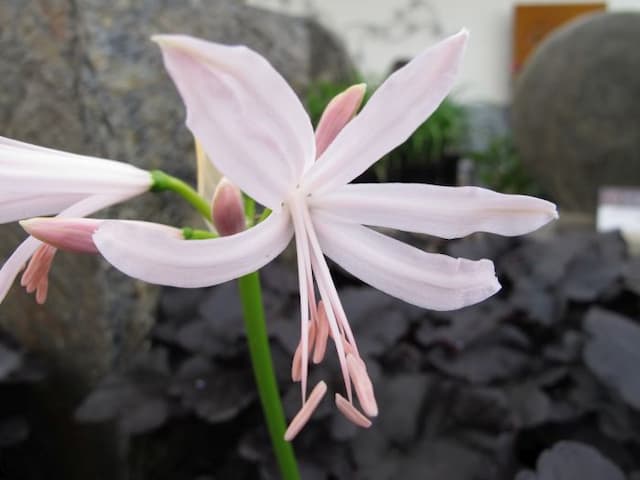 Bowden lily 'Ostara'