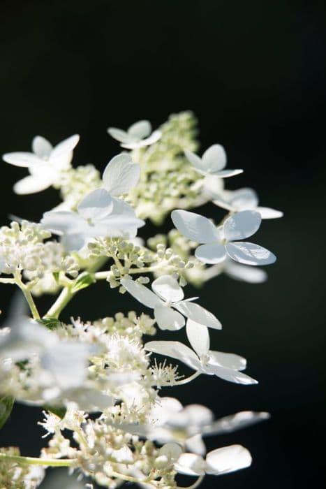 paniculate hydrangea [Perle d'Automne]