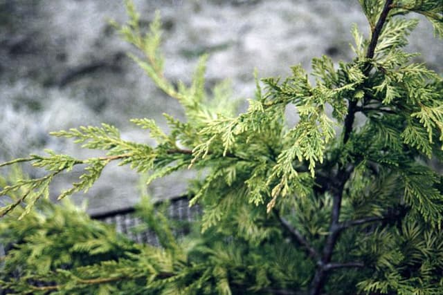 Leyland cypress 'Gold Rider'