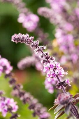 Ocimum basilicum camphorata