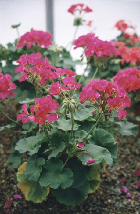 pelargonium 'Cardinalis'