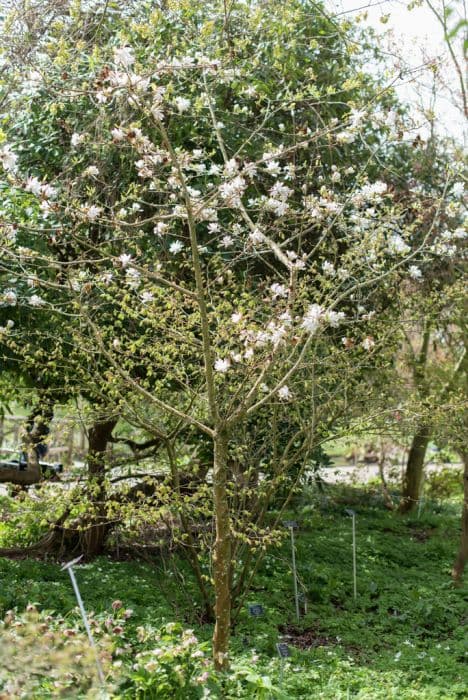 Magnolia 'Wildcat'