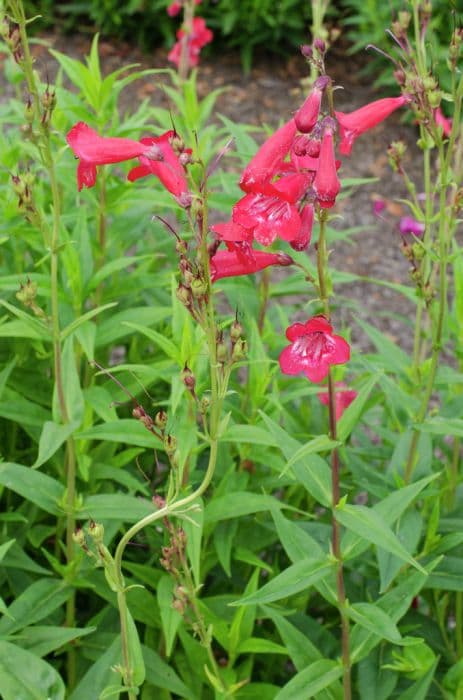 penstemon 'Pensham Saint James's'