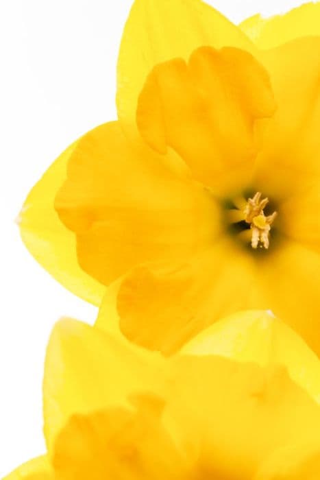 Daffodil 'Jack Wood'