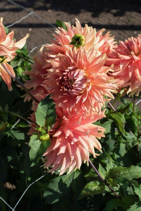 dahlia 'Fairway Spur'