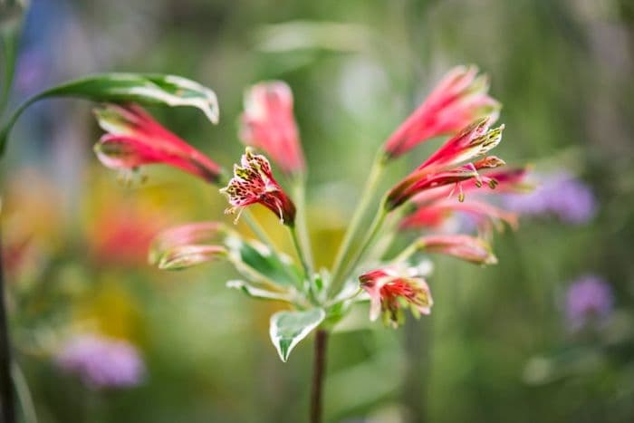 Peruvian lily 'Royal Star'