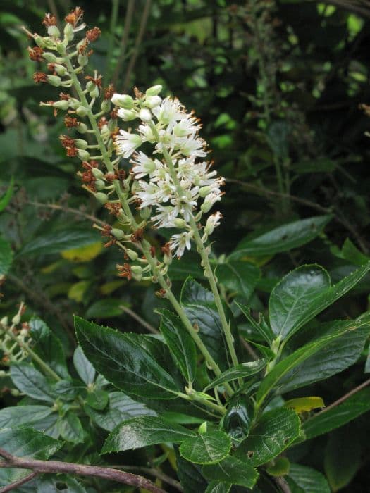 common white alder 'Sixteen Candles'