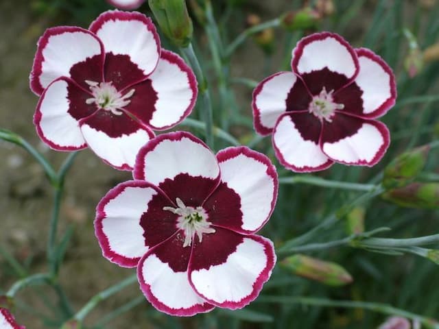 Pink 'Linfield Kathy Booker'