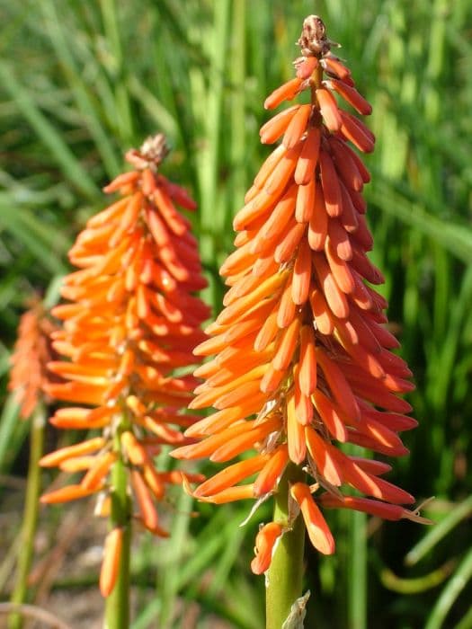 red hot poker 'Elvira'