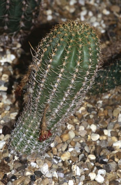 Backeberg echinopsis