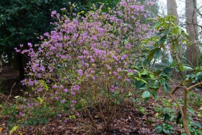 Rhododendron 'Mid-winter'