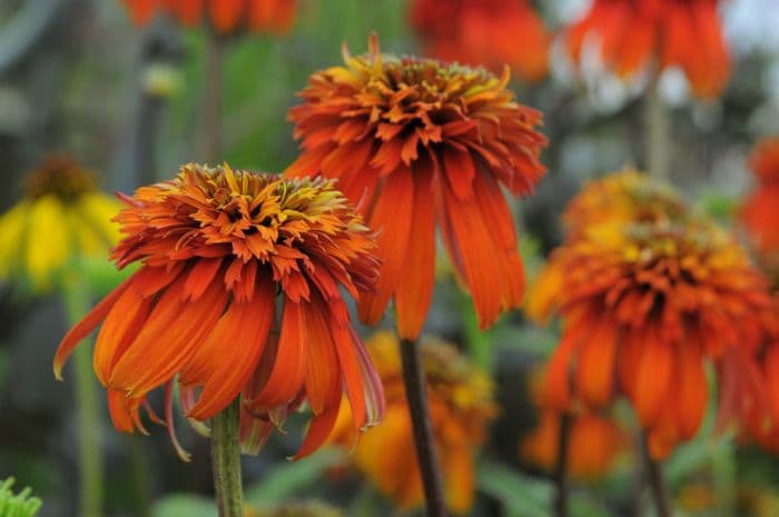 coneflower 'Hot Papaya'