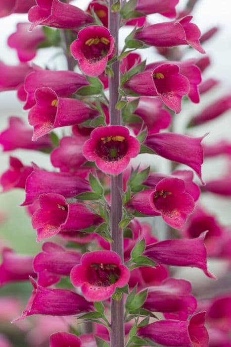 foxglove [Foxlight Plum Gold]