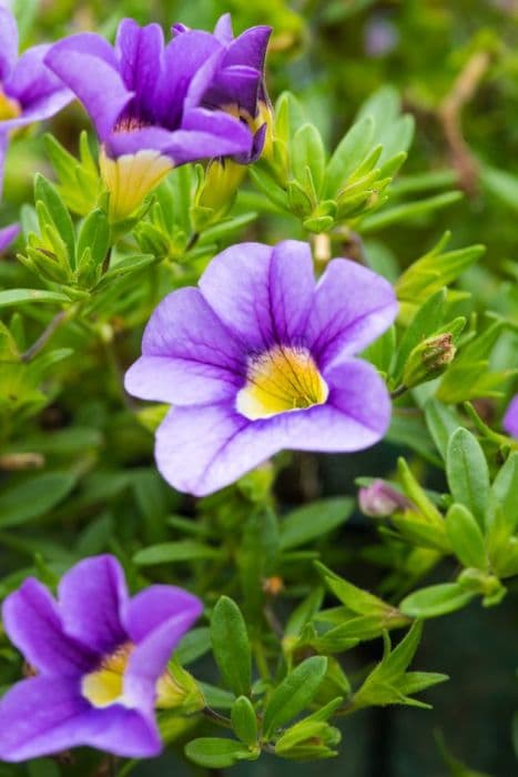 calibrachoa [Cabaret Sky Blue]