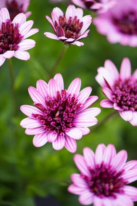 African daisy [3D Berry White]