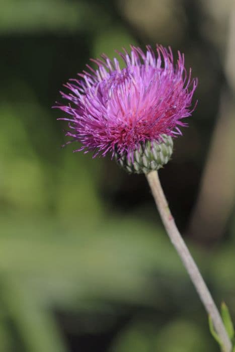 melancholy thistle