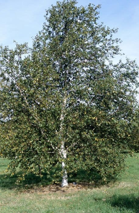 Common white birch