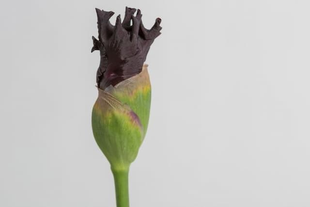 Iris 'Bois Précieux'