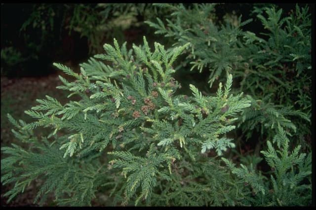 Japanese cedar