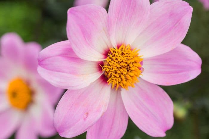 dahlia 'MT New Pink Single'