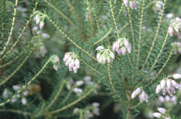 Corsican heath