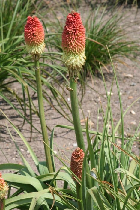 giant red-hot poker